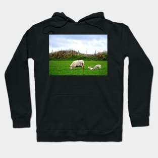 Sheep on Aughris Coastal Walk, Co. Sligo, Ireland Hoodie